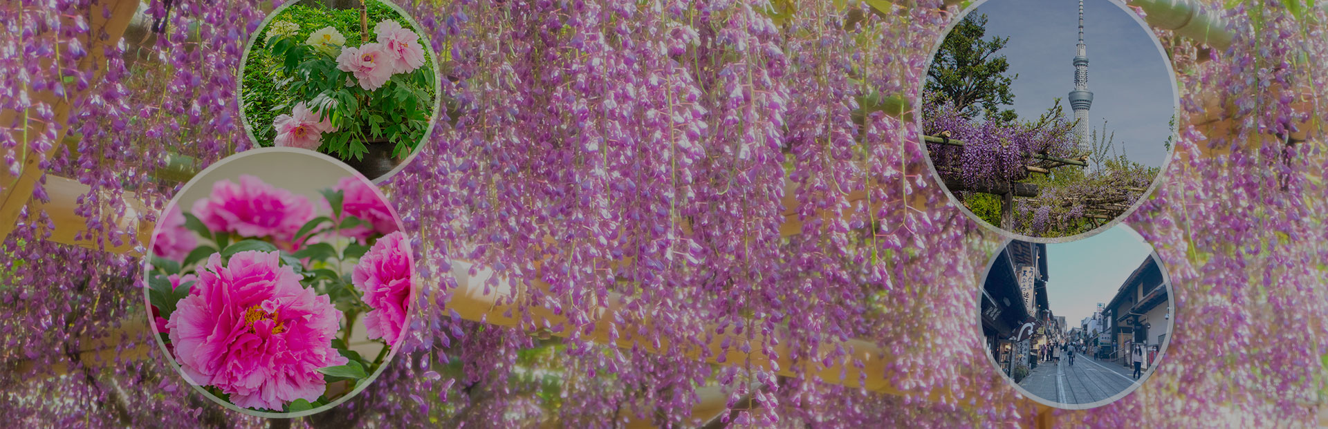 ぼたんと藤の花を楽しもう!