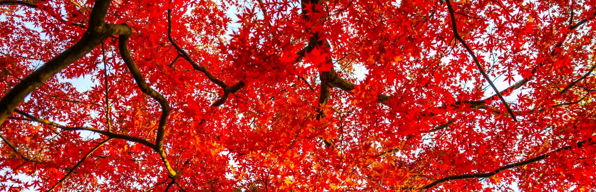 紅葉