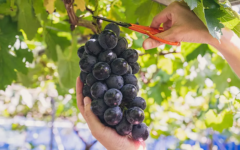 Fruits picking