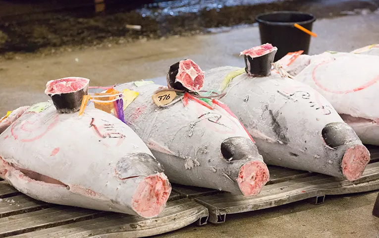 Tuna auction tour