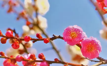 梅