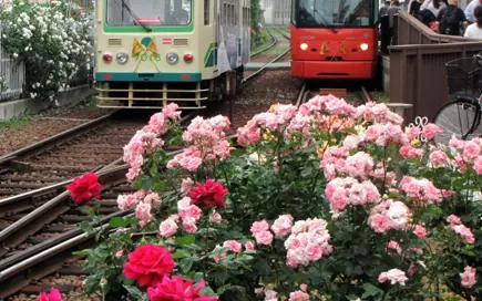 ばら(荒川線沿線)