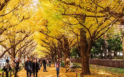 紅葉