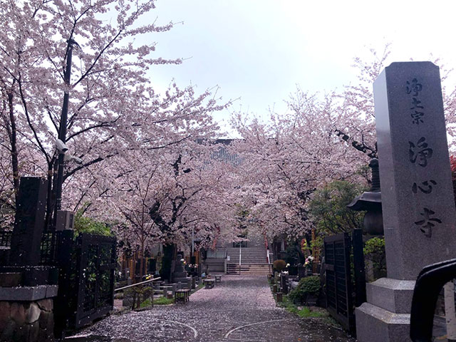 ハイヤーで行く桜ツアー
