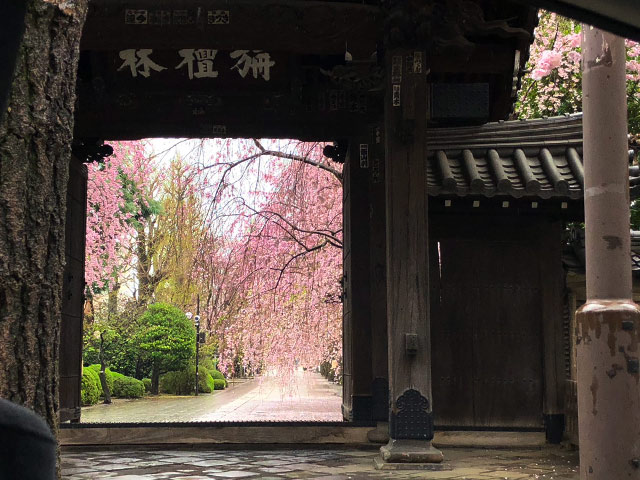 ハイヤーで行く桜ツアー