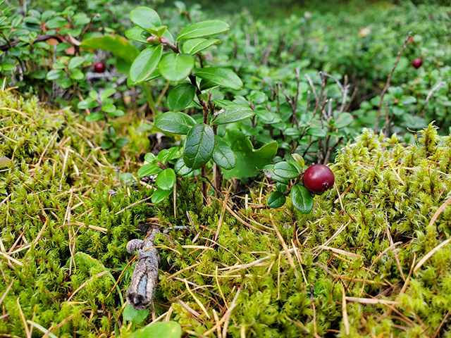 コケモモを発見
