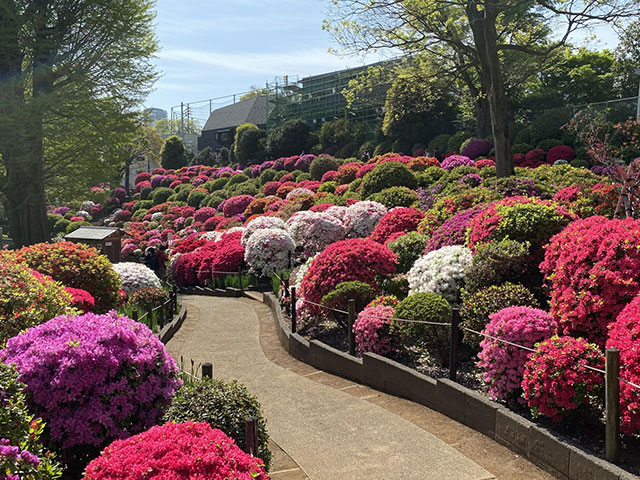 根津神社の満開のツツジ