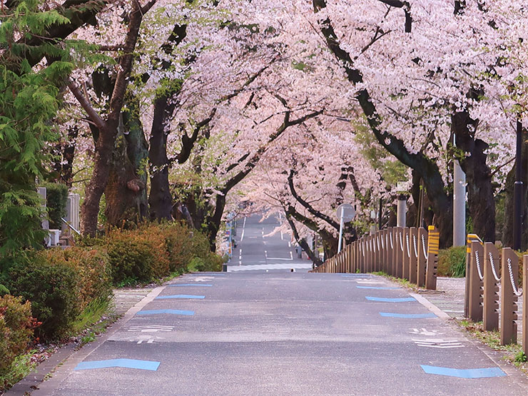 青山霊園 桜並木