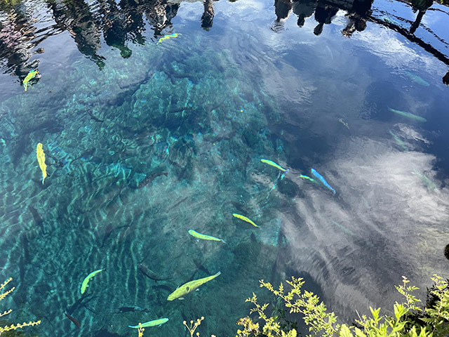 富士、箱根観光研修、忍野八海の中池