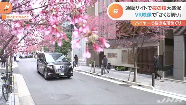 3月10日TBS Nスタ ハイヤーでの桜名所めぐり