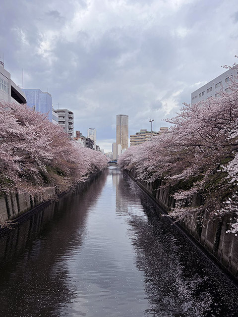 ハイヤーによる桜鑑賞と東京観光